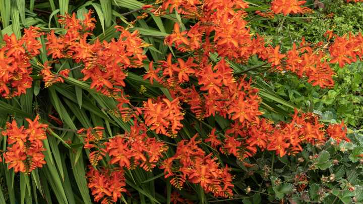 How Often You Should Divide Crocosmia For Beautiful Blooms Year After Year