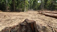 ¿Cómo ha afectado el cambio climático a la Amazonía?