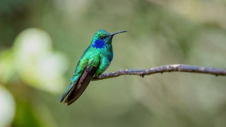 The Gorgeous Perennial Hummingbirds Absolutely Love