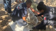 Policías salvan a perrito herido en canal de aguas negras