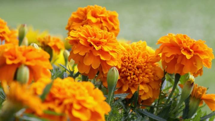 Presentan El secreto de las flores de cempasúchil, una obra inspirada en el Día de Muertos