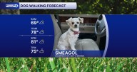 Smeagol is in the spotlight! Sunday's dog walking forecast