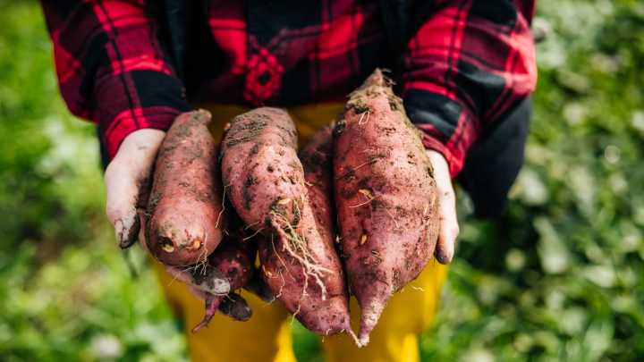 The Best Way To Grow Sweet Potatoes In Containers For Year