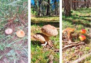 La falta de precipitaciones pospone  la campaña micológica de otoño