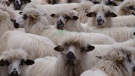 El animal autóctono que debe su nombre a un pueblo sevillano: en peligro de extinción con sólo 740 ejemplares