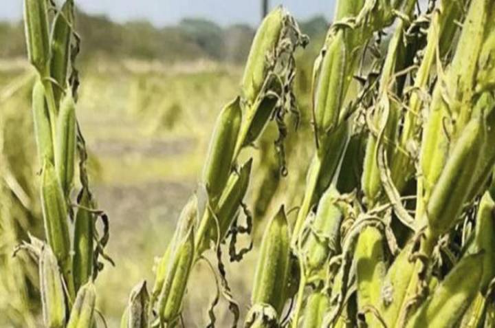 Altos precios del gasoil y la gasolina amenazan la siembra de ajonjolí