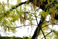 DEC Temporarily Closes Footbridge at Birdseye Hollow State Forest in Steuben County