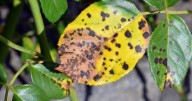 Roses with black spots can be tackled instantly with Monty Don's 'get rid' method