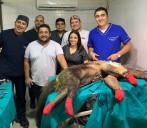 Oso hormiguero rescatado en la vía, fue operado por profesores unitropistas