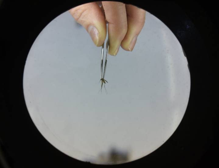 Seneca County horse euthanized after testing positive for West Nile virus