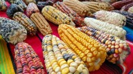Día Nacional del Maíz en Tlaxcala: guardianes del grano y la cultura mexicana