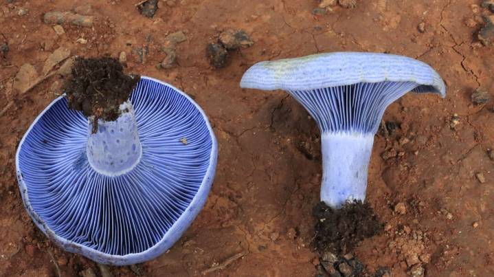 Tlajomulco organiza el primer Festival de Biodiversidad Etnomicológica del Cerro Viejo