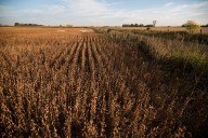 La soja de primera luce poco competitiva en la campaña 2025/26