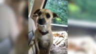 Florida Woman Rescues A Pregnant Dog From A High-Risk Shelter And Gets An Unexpected Surprise