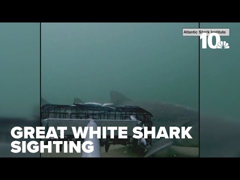 Great white shark spotted for first time in Block Island with underwater video system