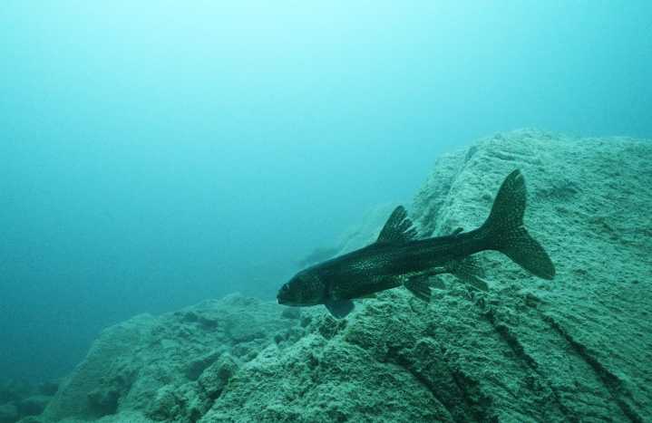 Bruce County filmmakers invite public along for underwater adventure