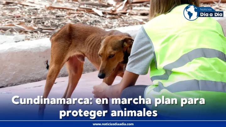 Plan de protección animal en Cundinamarca: “Una Sola Salud