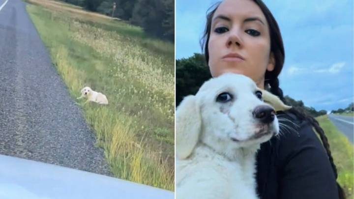 Texas Woman Spots Helpless Creature Lying By The Road And Immediately Jumps Into Action