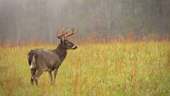 These taxidermists will have your deer tested for CWD for free