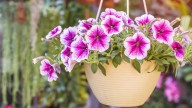 One Reason Why Your Hanging Basket Flowers Aren't Thriving