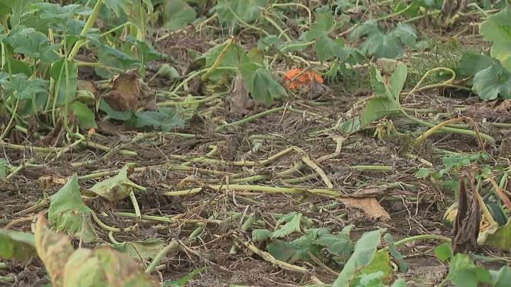 Hundreds of pumpkins stolen from pumpkin patch in Ohio