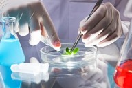 Científicos modifican plantas genéticamente para aumentar la absorción de CO₂