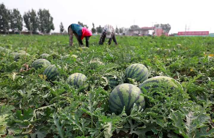 Capacitarán a productores locales en el cultivo de zapallos, melones y sandías