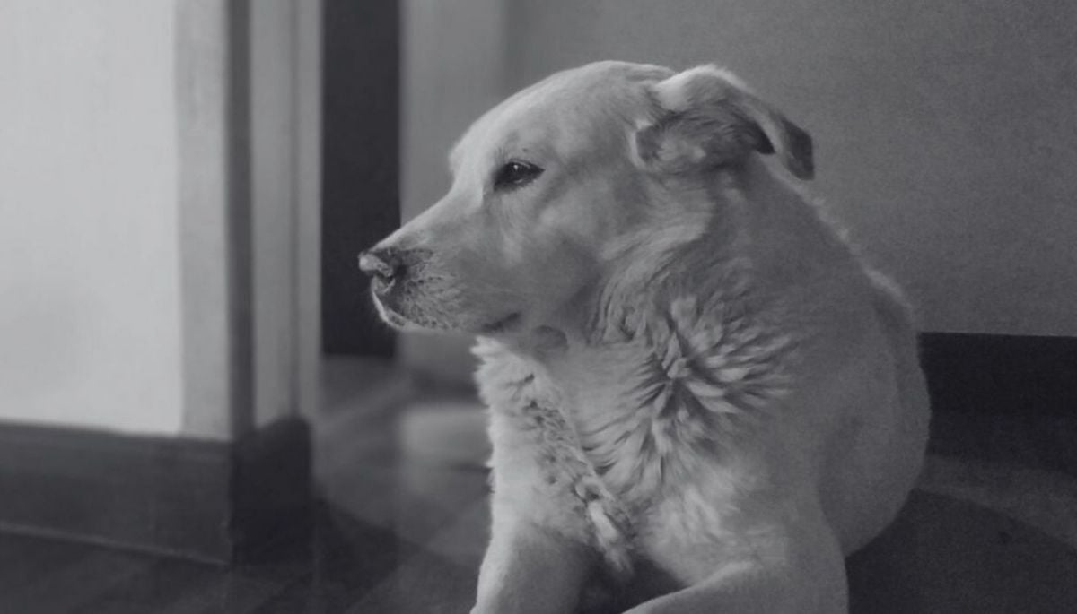 Observatorio ALMA confirma muerte de querida mascota del recinto: "Nuestro astrodog"