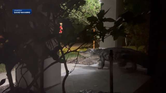 Large gator comes to family's front door in Winter Garden