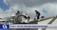 Canton firefighters rescue dog from a 'woof' with the help of a tasty treat