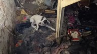 Missouri Team Races To Save A Dog Found Deep Inside A Collapsing House