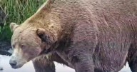 Fat Bear Week has arrived. Who will be crowned champion?