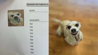 North Carolina Dog Owner Bursts Out Laughing After Reading Her Dog's Health Records