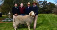Tara Park Merino Boorowa 2025 sale results, top price, clearance