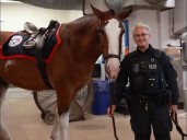 Toronto Police will pony up World Series horse ride for Blue Jays' George Springer