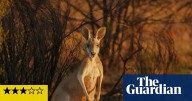 Australia 3D review – the world’s most majestic tourism ad
