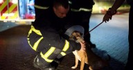 'The dogs were silent, they all came out quietly