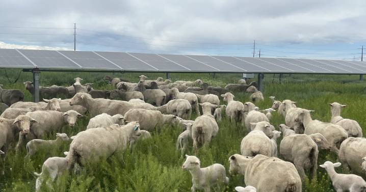 How Coloradans can access solar energy without rooftop panels