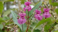 Officials issue warning over highly invasive plant in Midwest