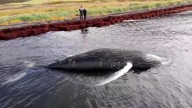 Encontraron muerta a la ballena "Ozzy Osbourne" en Islandia 🎦