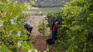 La DO Ribera de Duero adelanta la vendimia: "Tiene buena pinta"