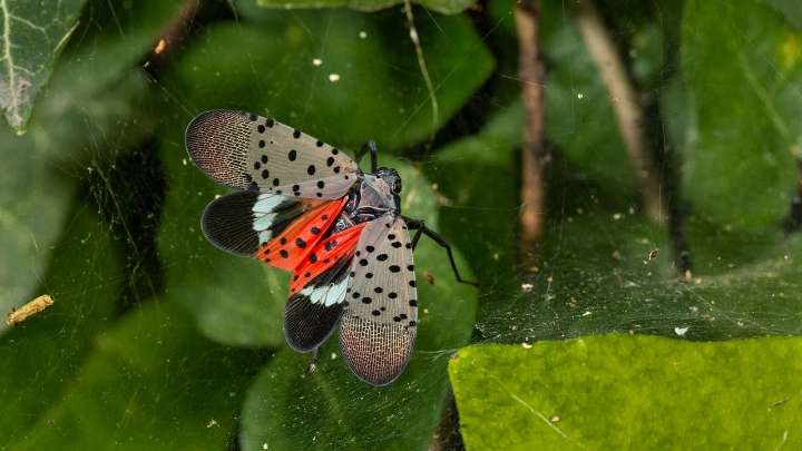 Spotted lanternflies makw an appearance on Weather Channel radar