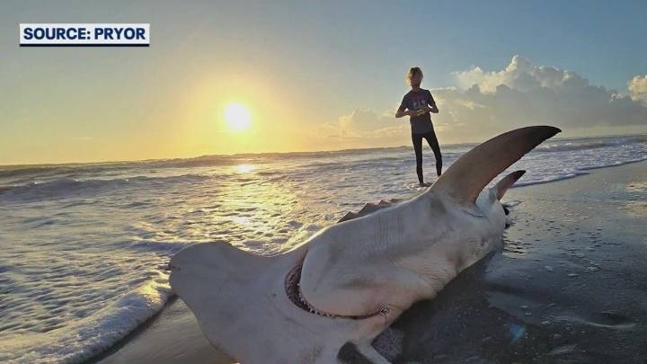 Massive hammerhead shark found dead on Satellite Beach
