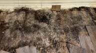 'There's no excuse': Congressman promises action for MacDill Air Force Base families concerned about mold