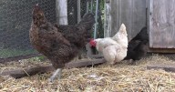 Family in Calais sues city over chicken regulations