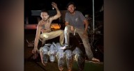 Brevard men arrested for illegal killing of alligators
