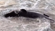 Hallan un enorme tiburón en Mallorca con un gran bocado y se encienden las alarmas