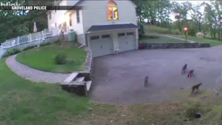 WATCH: Family of bobcats spotted in Groveland