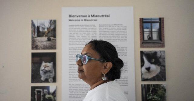 Montreal's Le Miaousée wants to become Canada's first permanent cat museum