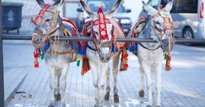 Animalistas pedirán en una nueva concentración "parar" el servicio de burros